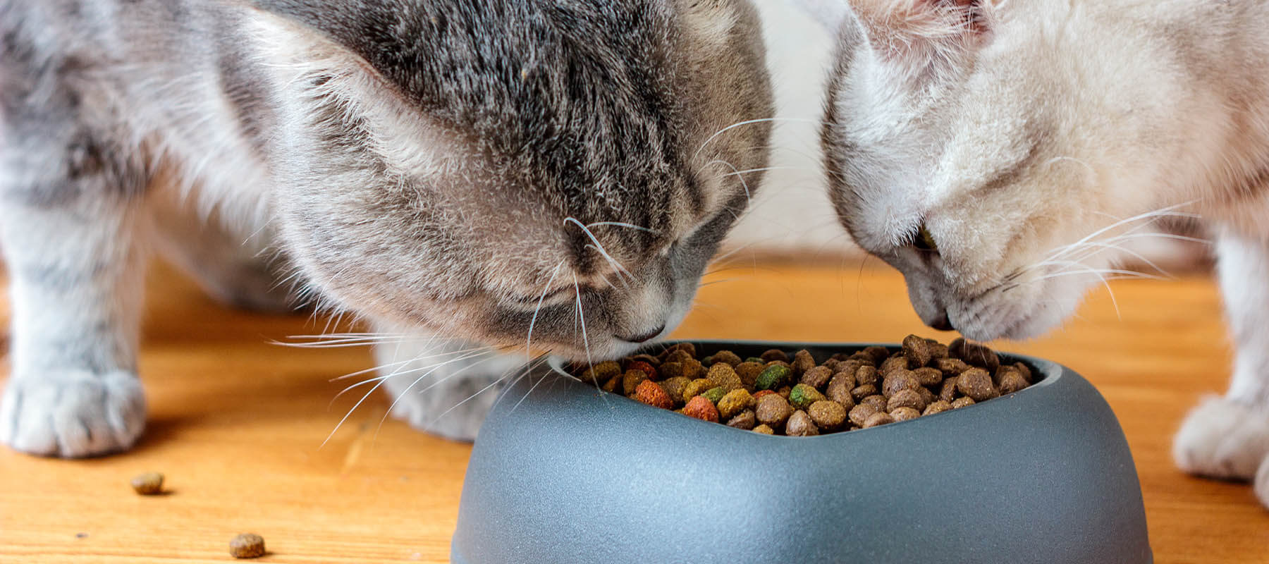 Cat sitter in canyon lake california