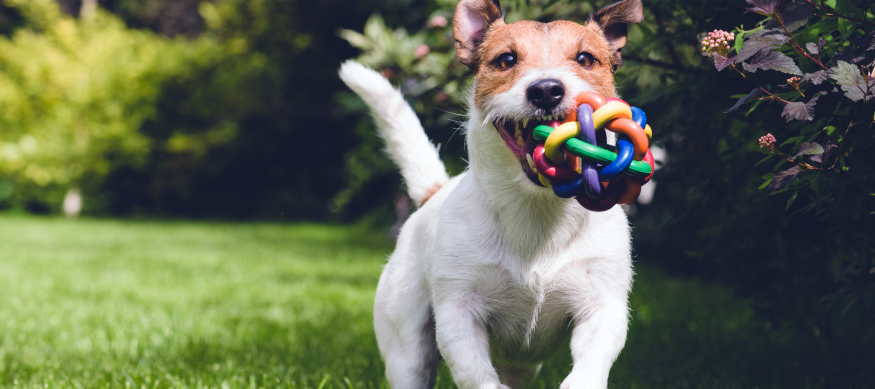 Happy Pets at Love Em and Leave Em Pet Sitters