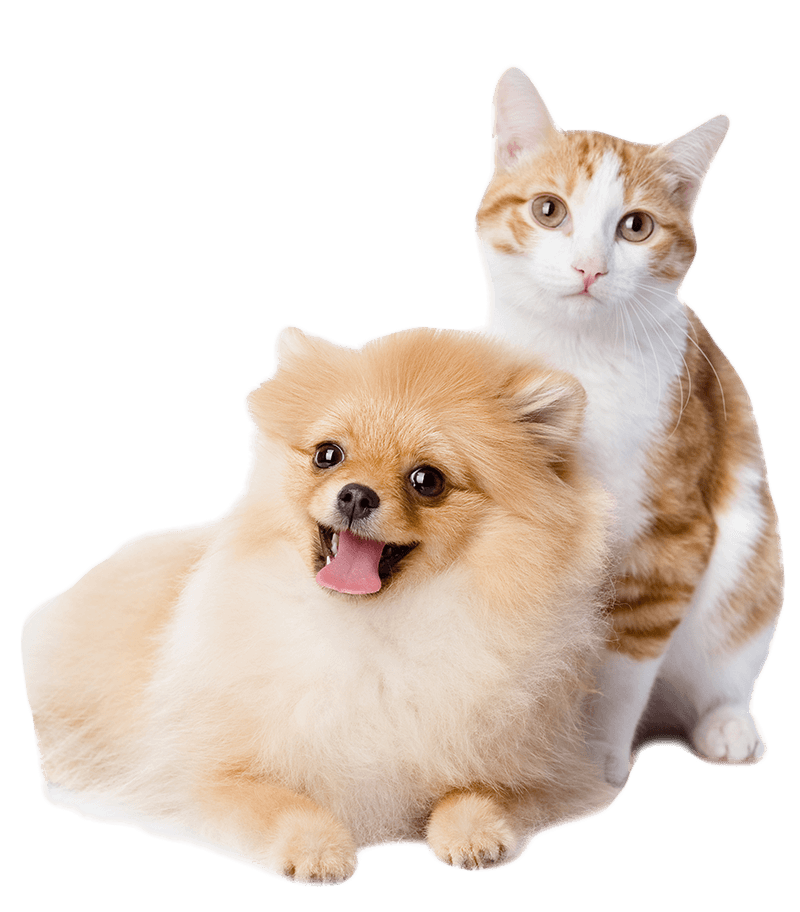 your-pets-are-my-best-friends